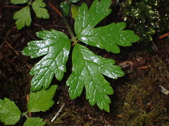 Tiarella trifoliata