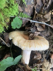 Lactarius pubescens