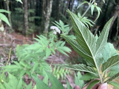 Eupatorium formosanum