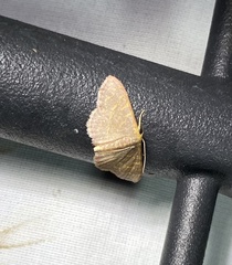 Leptostales pannaria