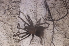 Theraphosinae