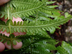 Oreopteris quelpartensis