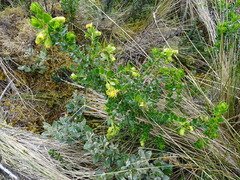 Monticalia arbutifolia
