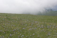 Campanula tridentata