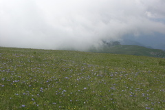 Campanula tridentata