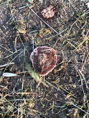 Rhodofomes cajanderi