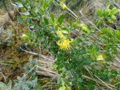 Monticalia arbutifolia