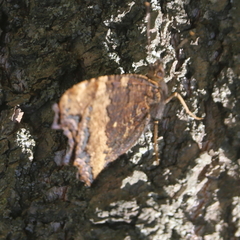 Nymphalis xanthomelas