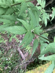 Eupatorium formosanum