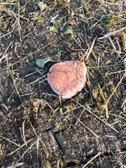 Rhodofomes cajanderi