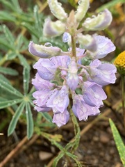 Lupinus argenteus