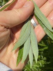 Salix petiolaris