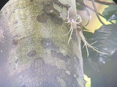 Pterodictya reticularis