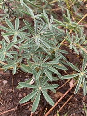 Lupinus argenteus