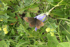 Campanula tridentata