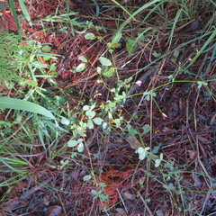 Lespedeza repens