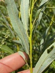 Salix petiolaris