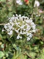 Centranthus