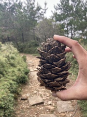 Pinus armandi