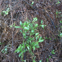 Dyschoriste linearis