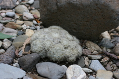 Mammillaria plumosa