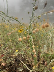 Linum lewisii