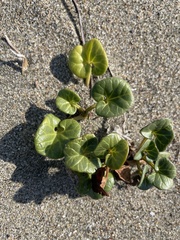 Calystegia soldanella