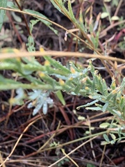 Linum lewisii