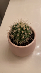 Kroenleinia grusonii