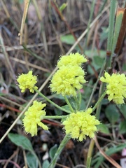 Eriogonum flavum