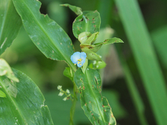 Commelina virginica