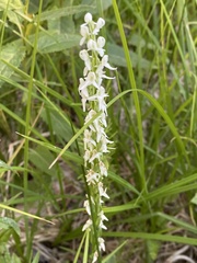 Platanthera dilatata leucostachys