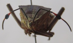 Pachylis nervosus