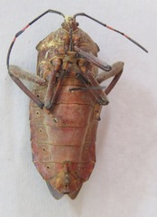 Pachylis nervosus