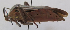 Pachylis nervosus