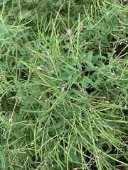 Epilobium coloratum