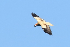 Neophron percnopterus