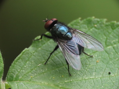 Calliphoridae