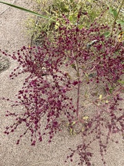 Cycloloma atriplicifolium