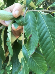 Phyllonorycter kearfottella
