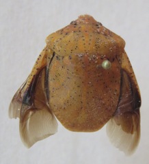 Scutelleridae