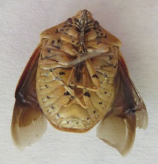 Scutelleridae