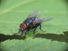 Calliphoridae