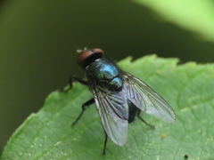 Calliphoridae
