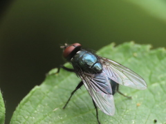 Calliphoridae