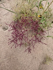 Cycloloma atriplicifolium