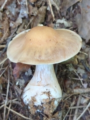 Cortinarius