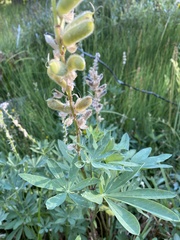 Lupinus