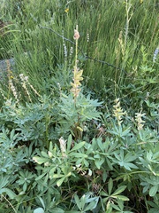 Lupinus