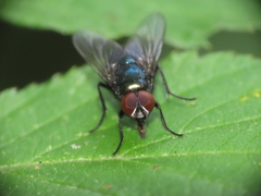 Calliphoridae